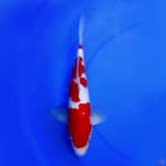 35cm KOHAKU RED VELVET