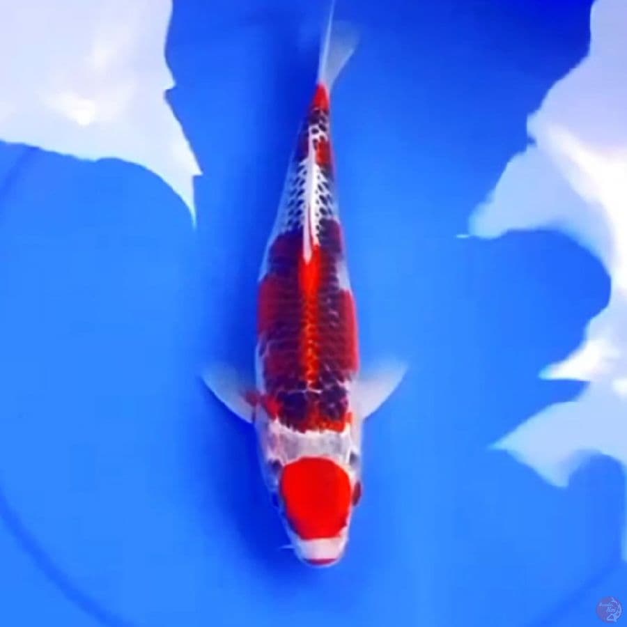 35cm GOSHIKI RACING