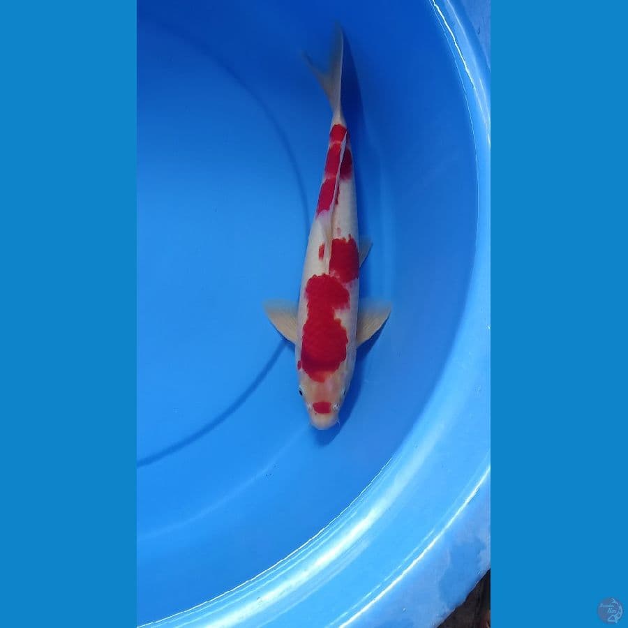 KOHAKU 35cm