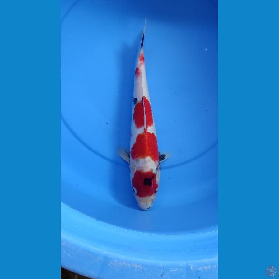 SHOWA 36CM