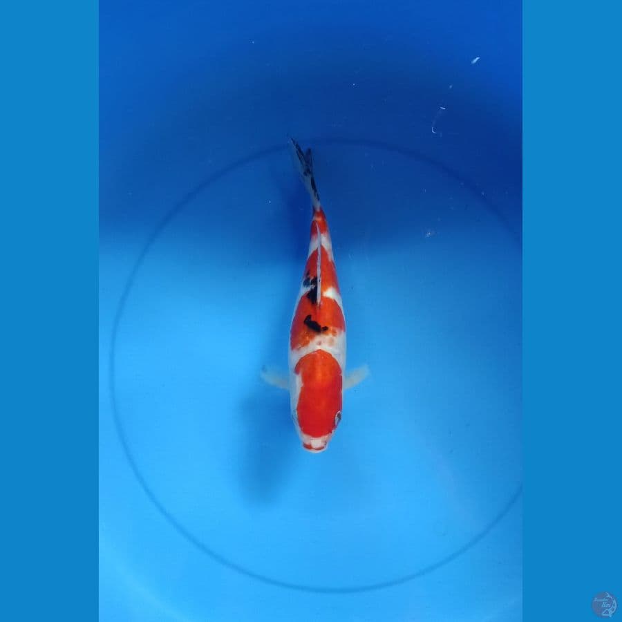 SANKE 27cm