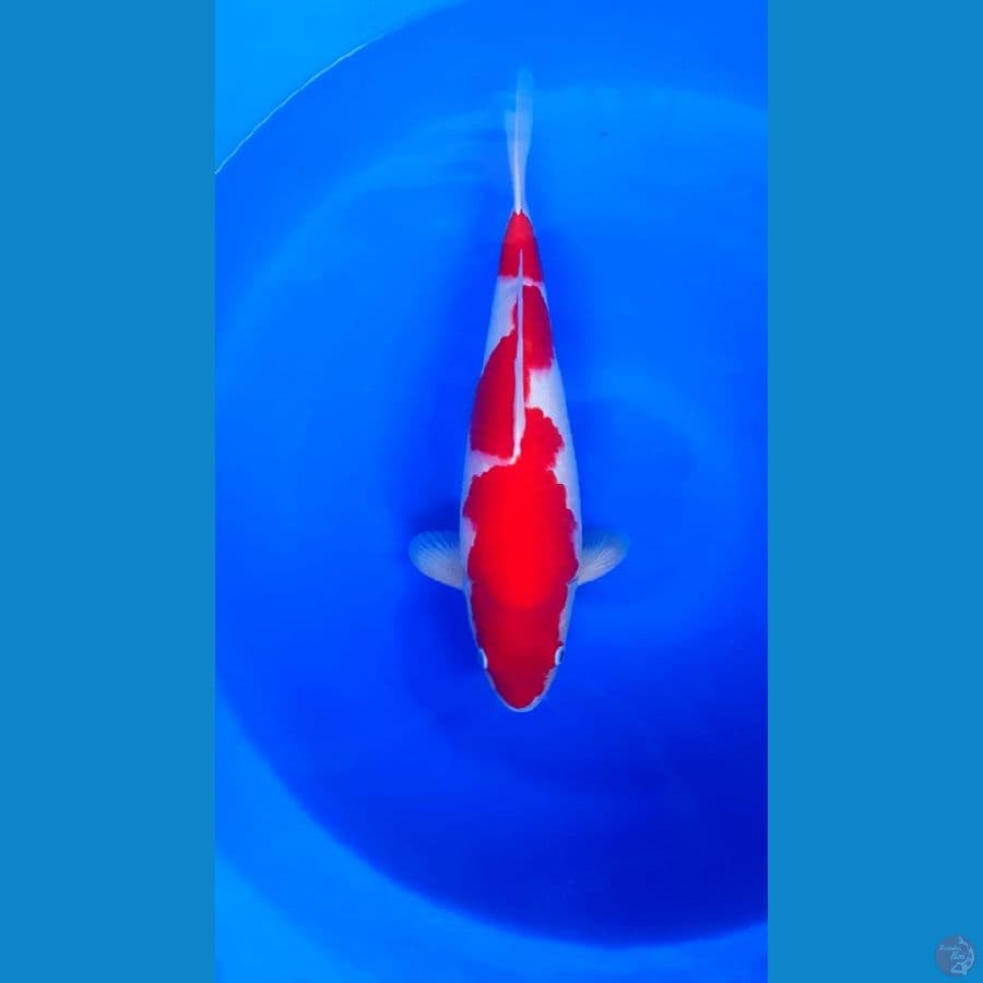 Kuhaku inazuma male 43cm super strong 