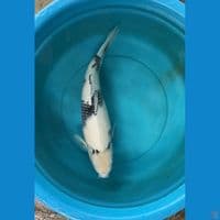 Shiro Utsuri 60Bu 