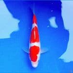 30cm SANDAN KOHAKU PROSPEK