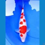 41cm SAKURA KOHAKU HIGH QUALITY