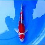 35cm HIGH QUALITY GOSHIKI RACING 