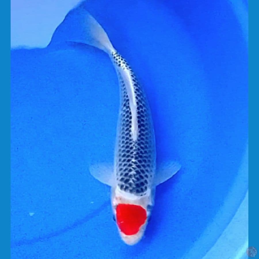 37cm TANCHO GOSHIKI RING RAPI