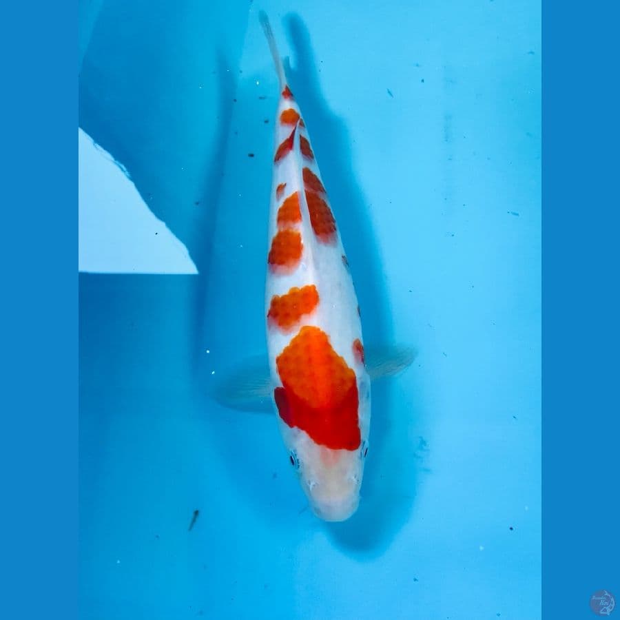 kohaku 28cm