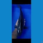 Black diamond