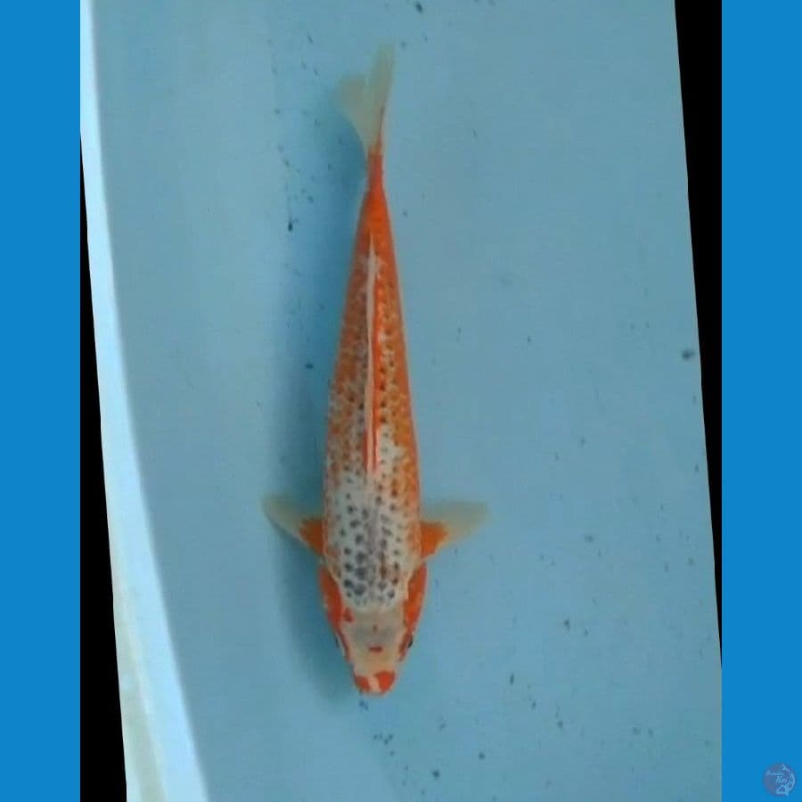 Hi asagi 31 cm