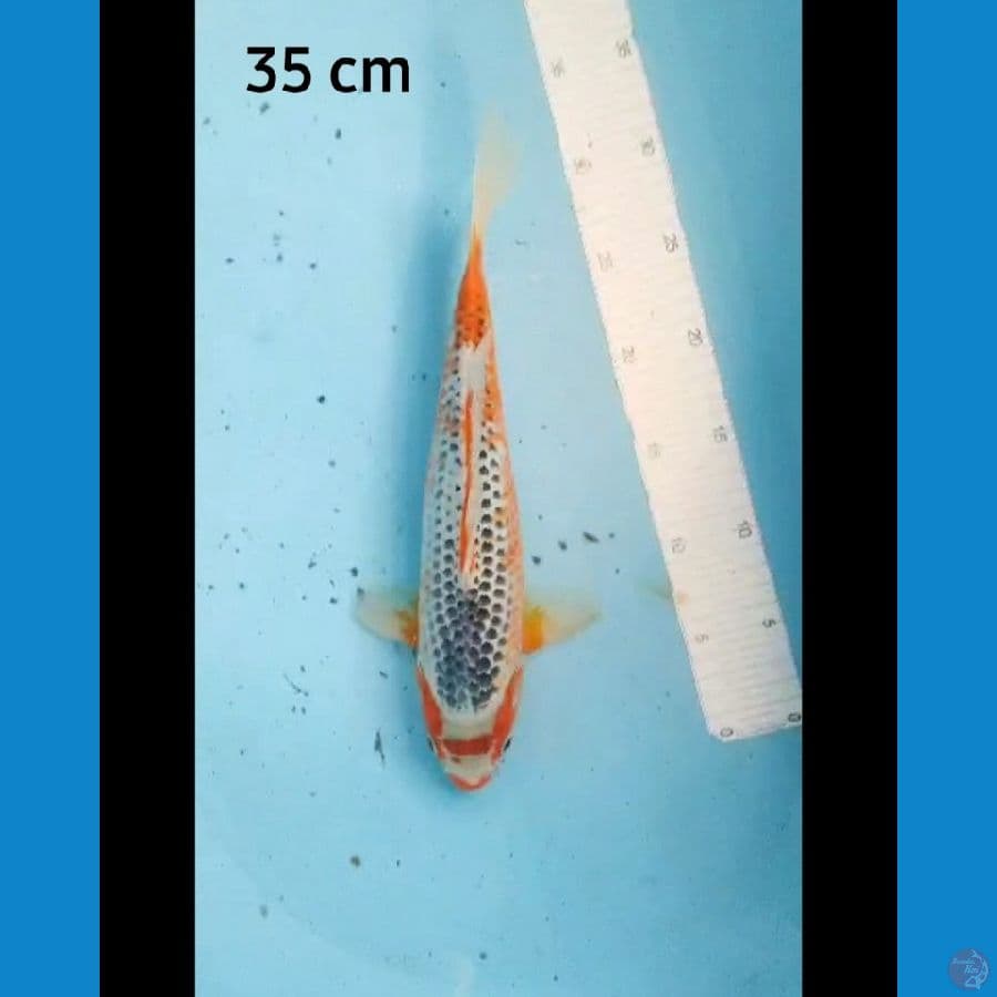 Asagi 35 cm