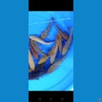 karamel bahan ???????????? 16-22cm
