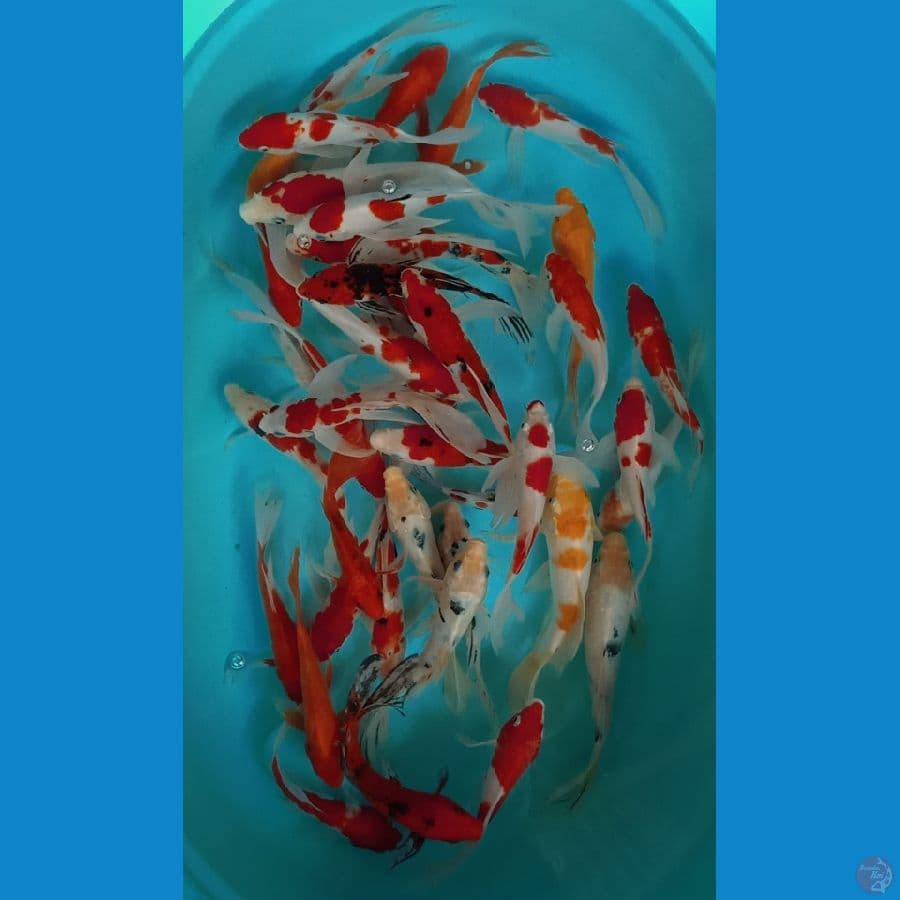 KUMPAY MIX 40EKOR 15-27CM