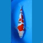 showa 33 cm