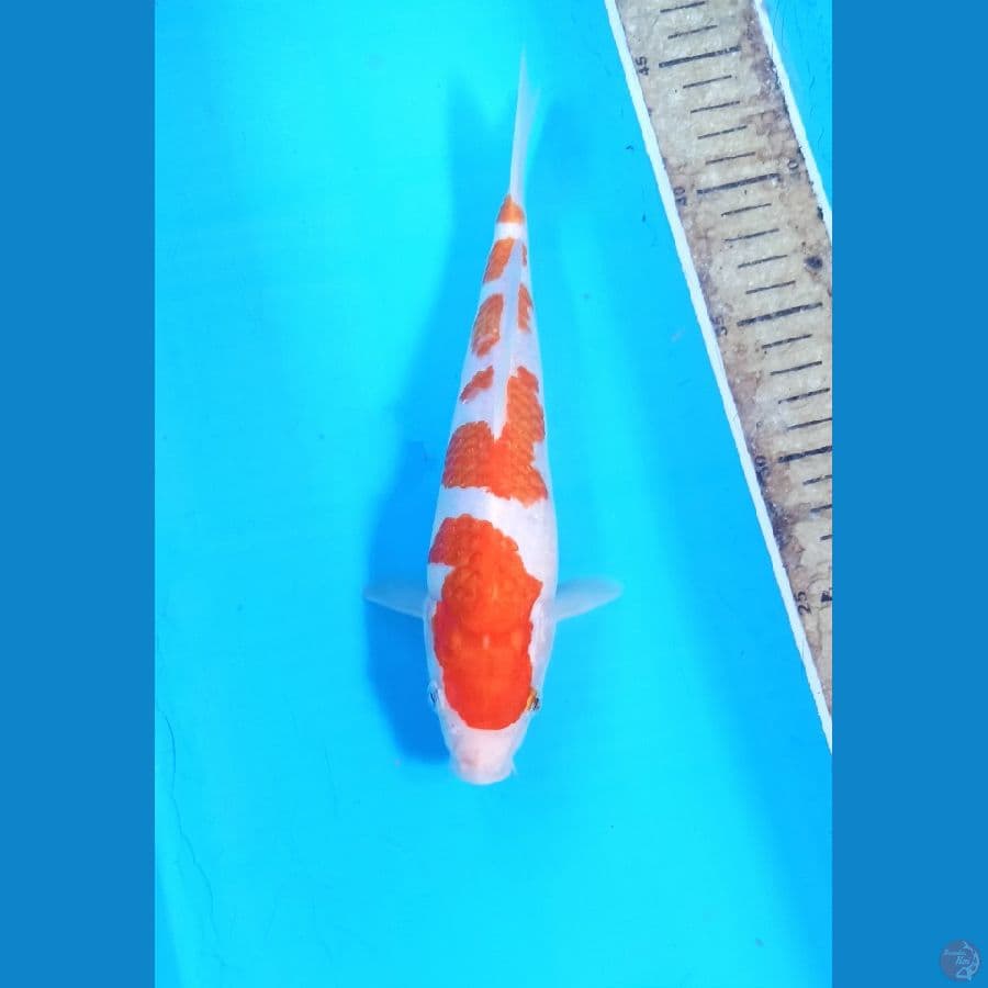 Kohaku 24cm