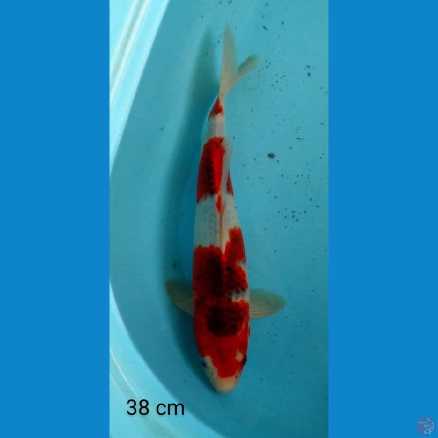 goromo 38 cm