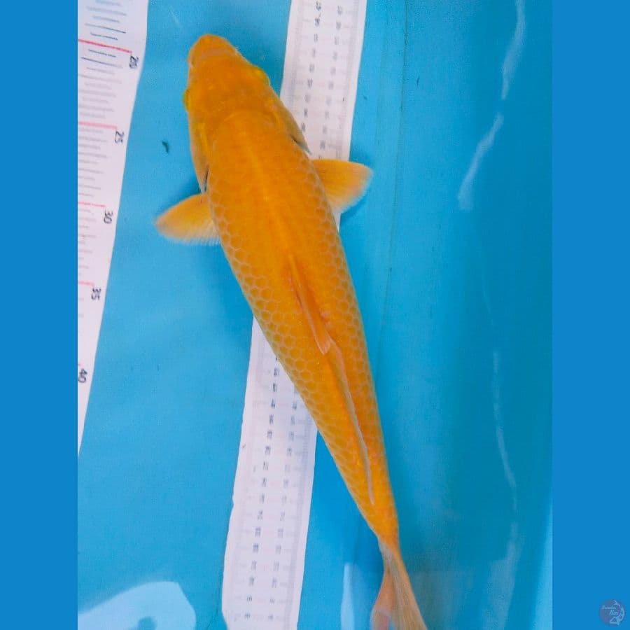 karasi 38cm Fm