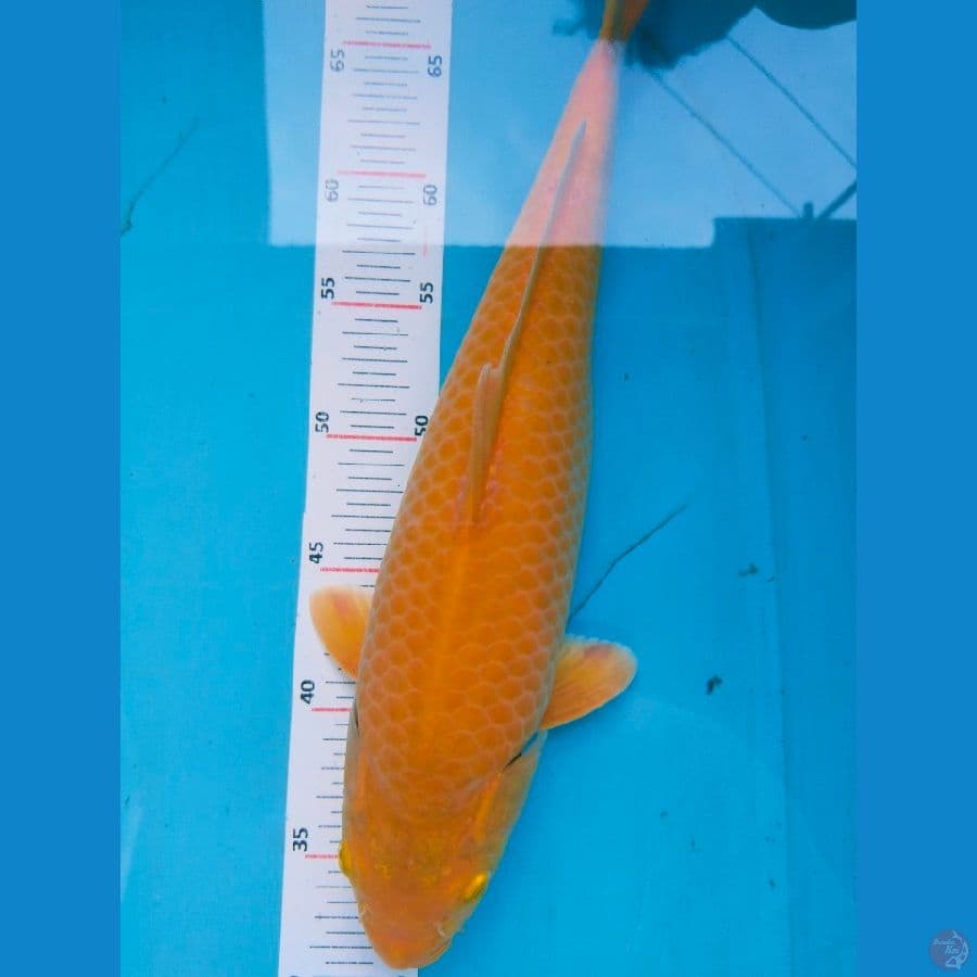 karasi 37cm