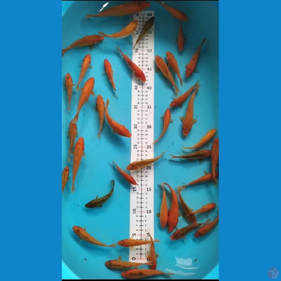 KARAMEL KARASHI 40ekor 10-15cm