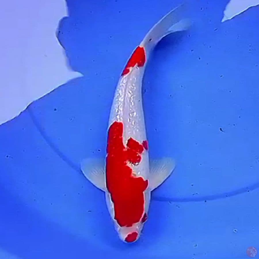 35cm KUCIBENI KOHAKU GINRIN 