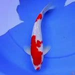 35cm KUCIBENI KOHAKU GINRIN 