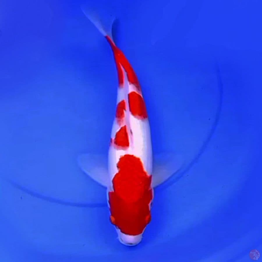 40cm YONDAN KOHAKU MANIS 