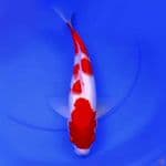 40cm YONDAN KOHAKU MANIS 