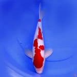 41cm KOHAKU POLA ABSTRAK