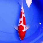 41cm KOHAKU GOOD QUALITY