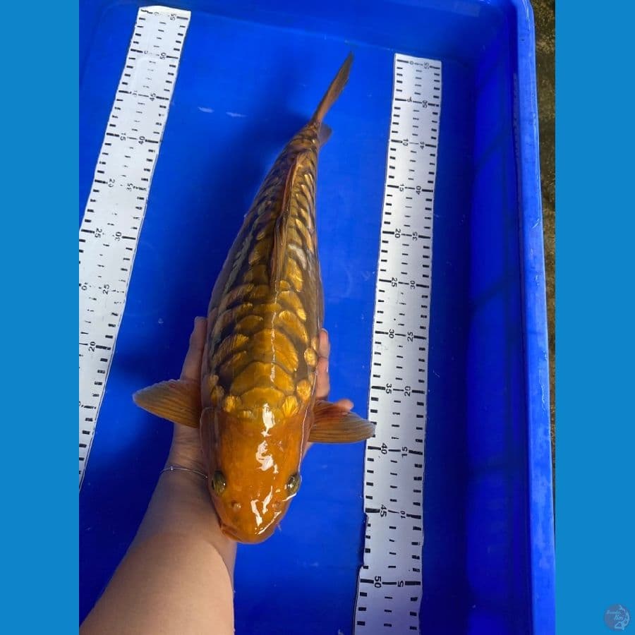 cagoi aragoke punuk 40 cm ~ v6