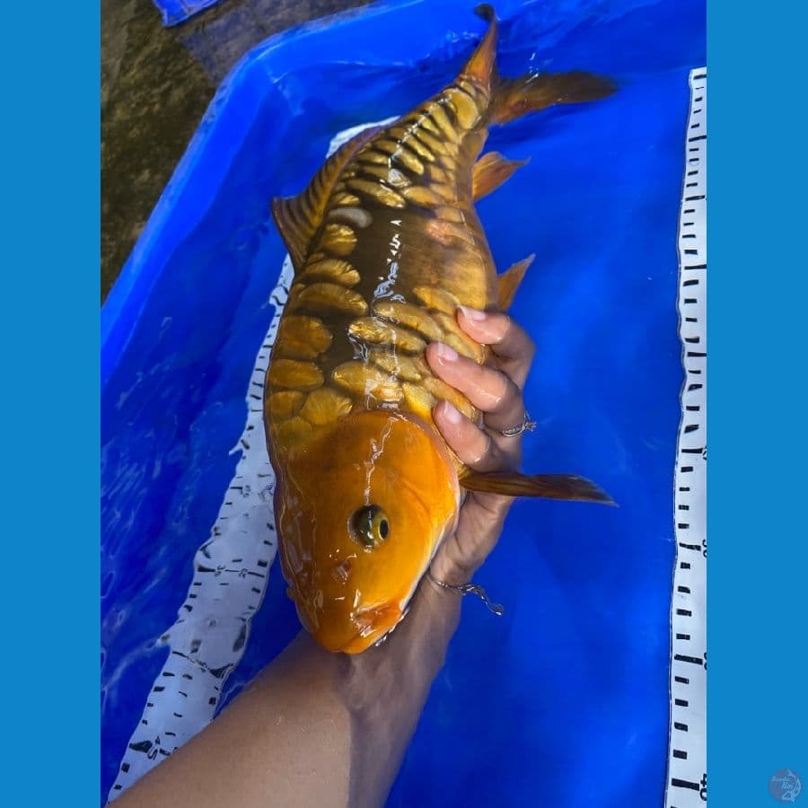 cagoi aragoke punuk 40 cm ~ v6