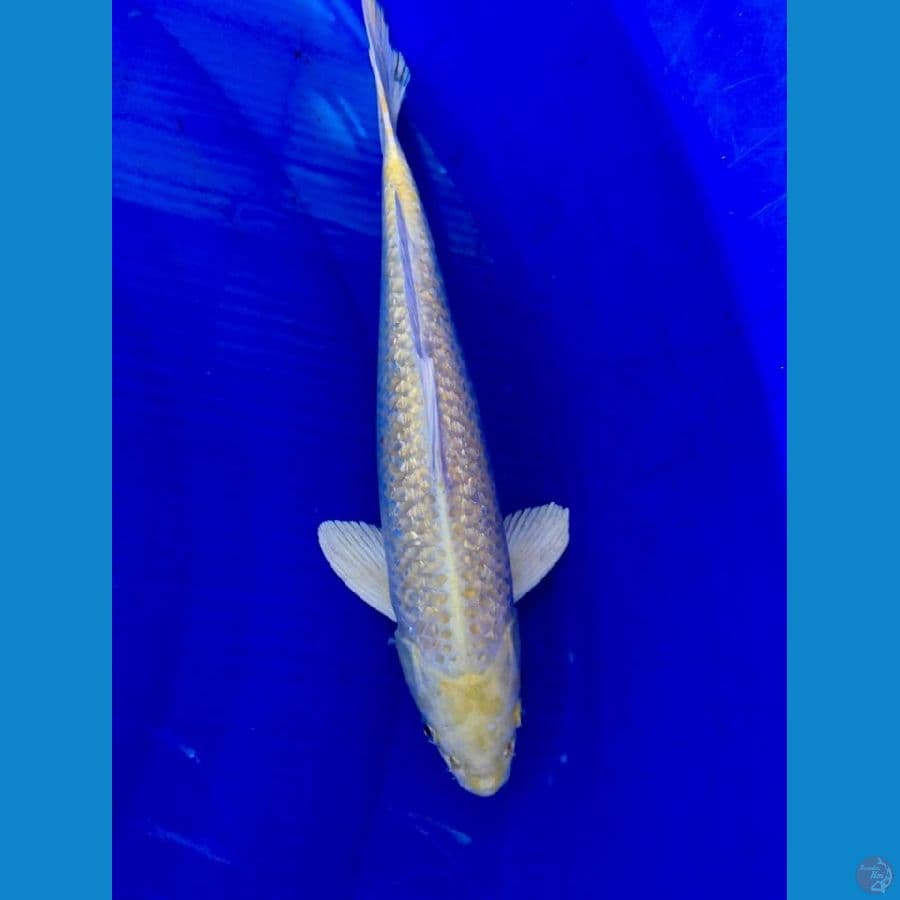 Ogon ginrin 40bu Male