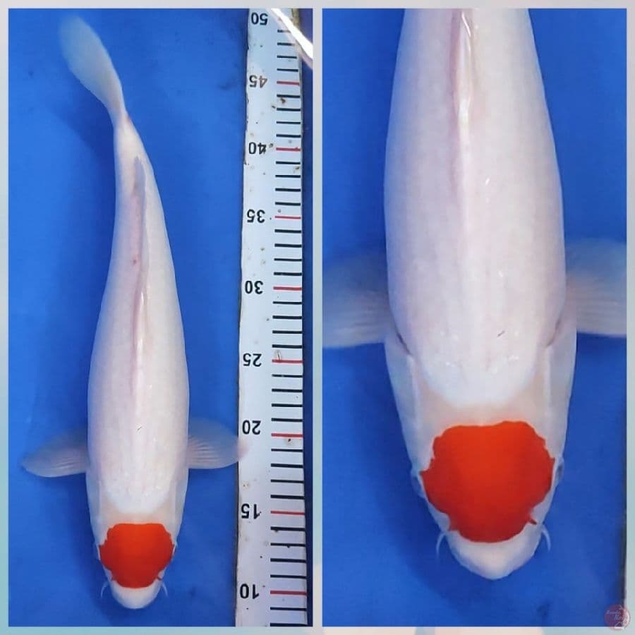 TANCO KOHAKU F38