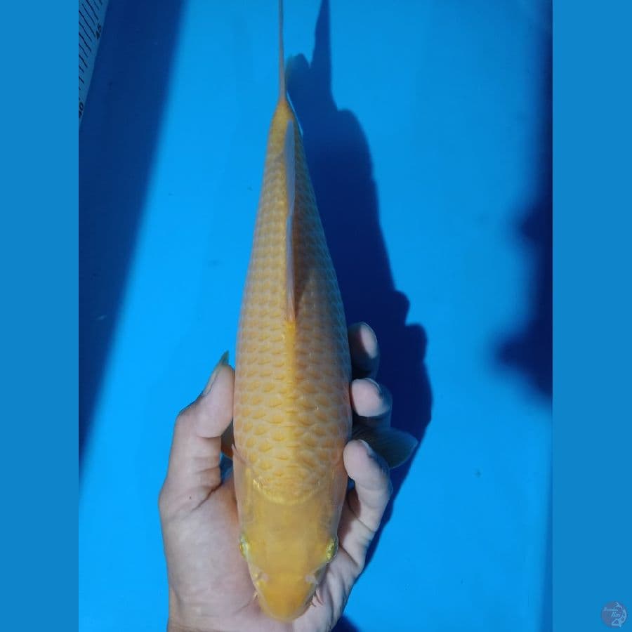 caramel 30cm male