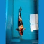 showa ginrin 32cm male