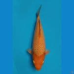 caramel sQ 30cm