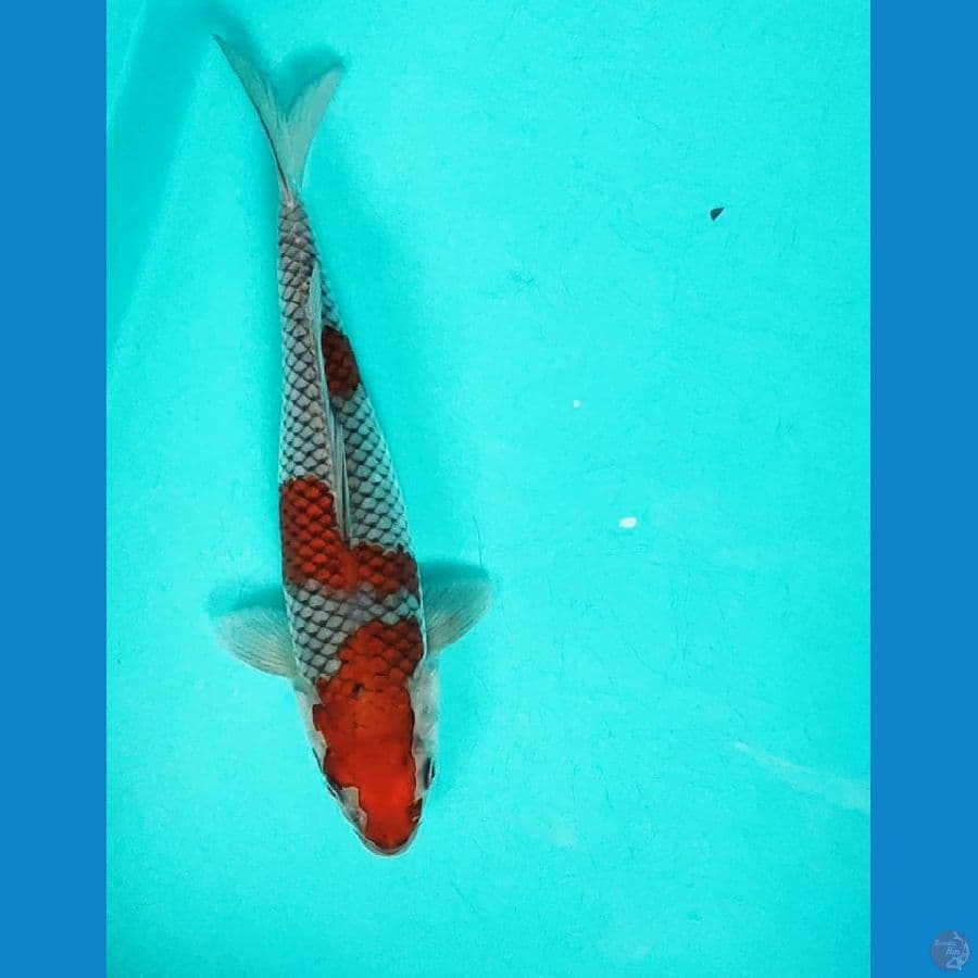 OCHIBA SHIGURE 24CM