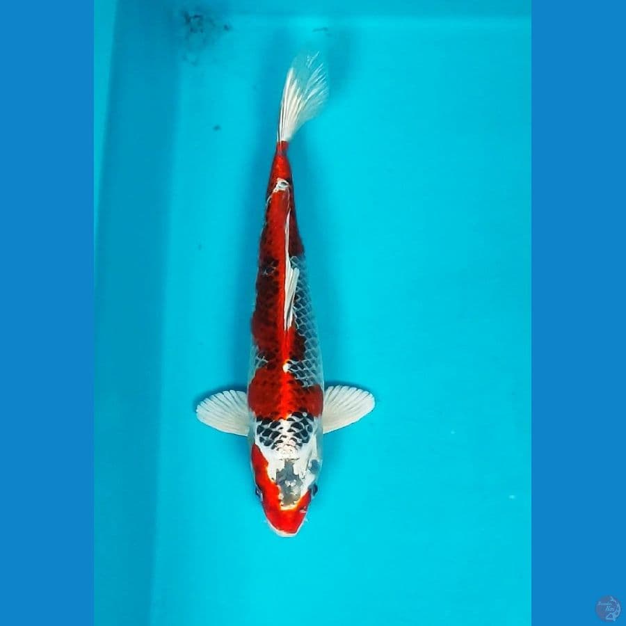 RED KUJAKU MANTAB 24CM MALE
