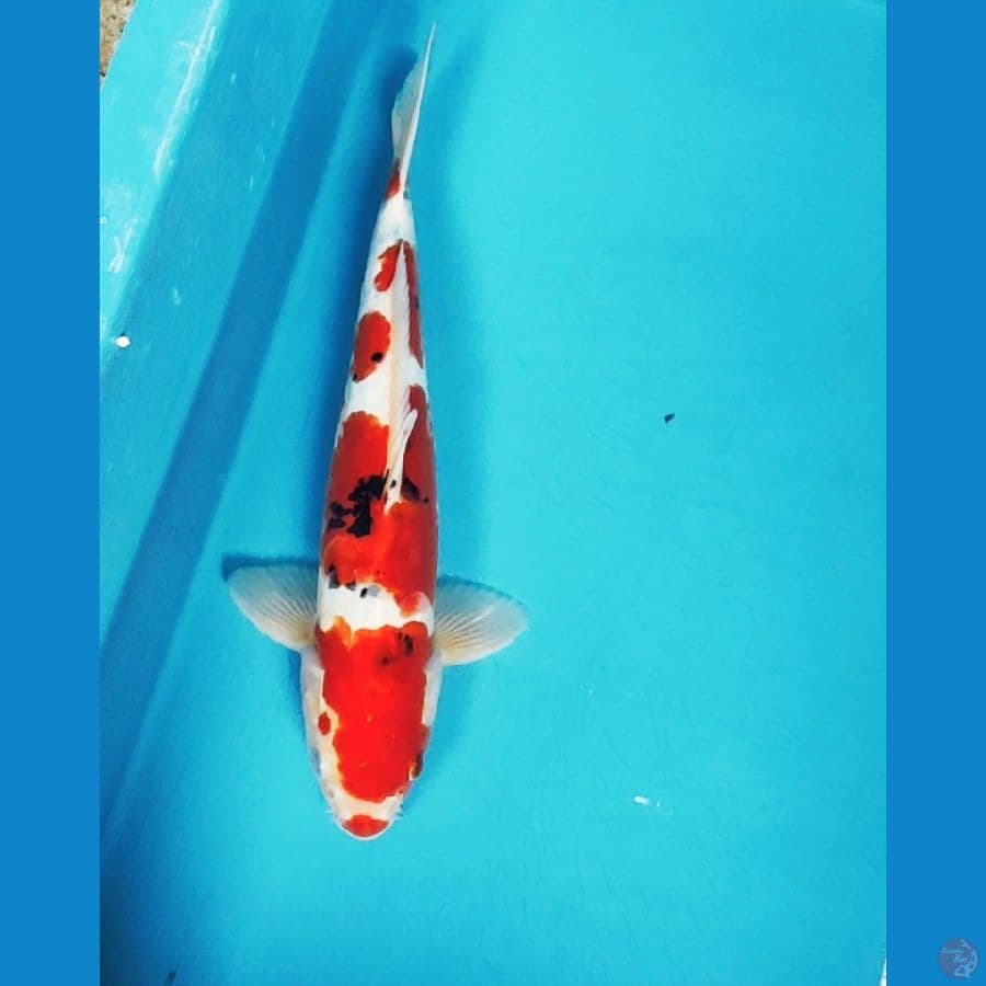 DOITSU SANKE 33CM MALE 
