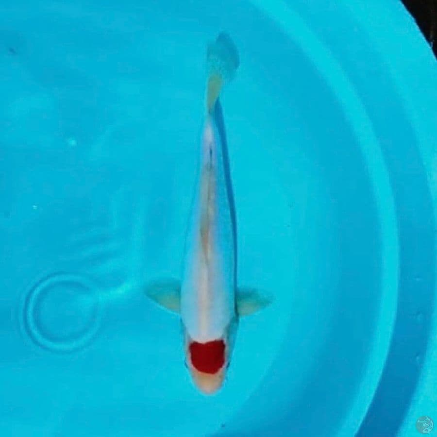 TC kohaku doit murni 27cm