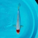 TC kohaku doit murni 27cm