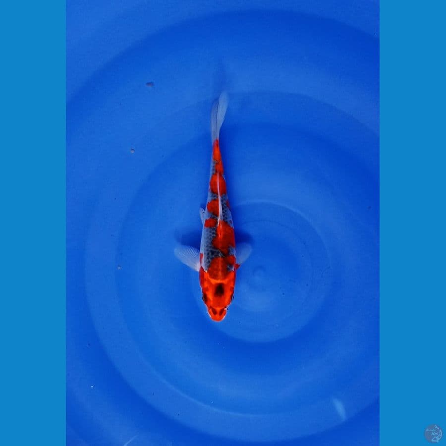 ghosiki 20 cm