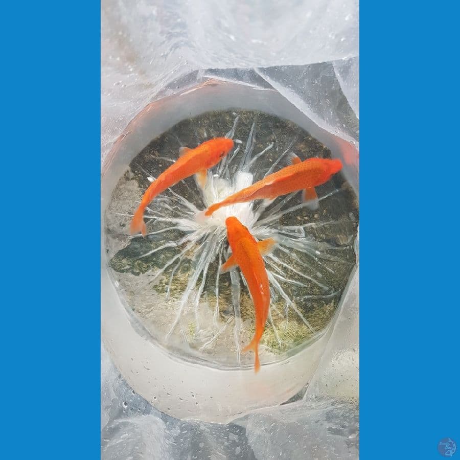 paket 3 ekor 18-20 cm