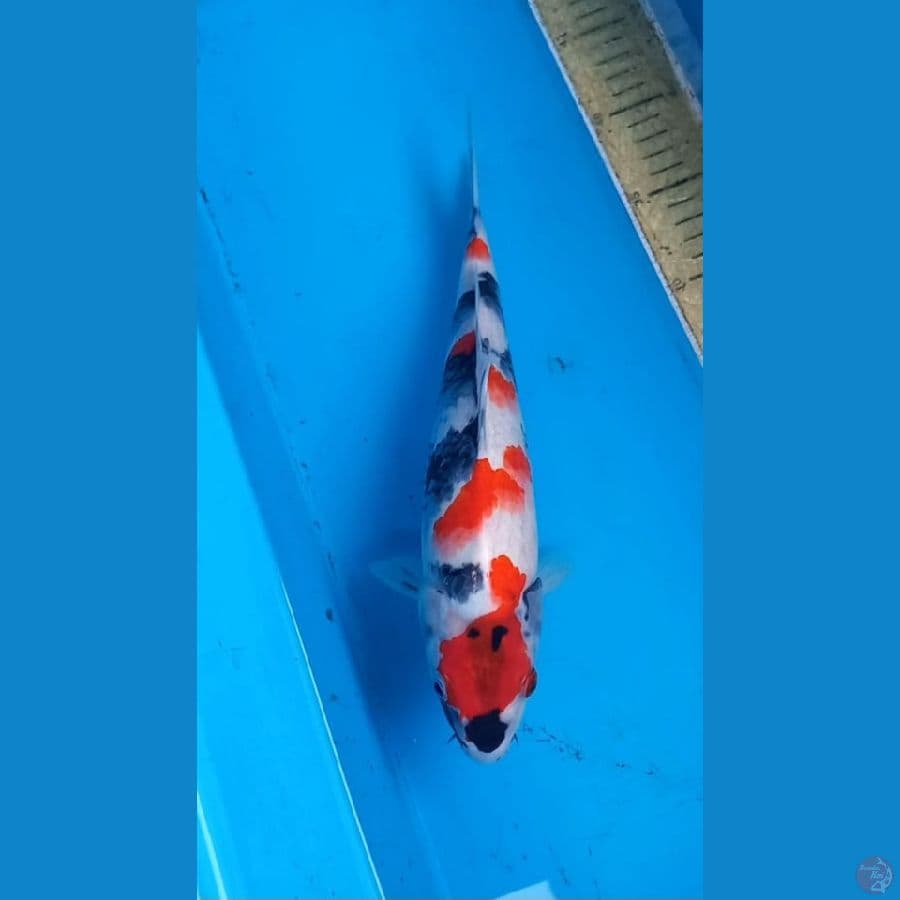 30 cm