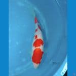 special kohaku 35 cm ( SQ )