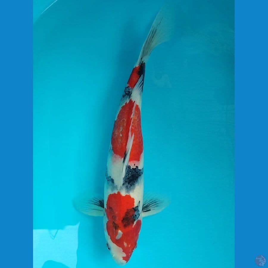 Showa 40cm male