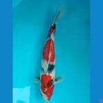 Showa 40cm male
