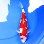 35cm BULKY KOHAKU AKAI BARA