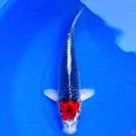 39cm TANCHO GOSHIKI