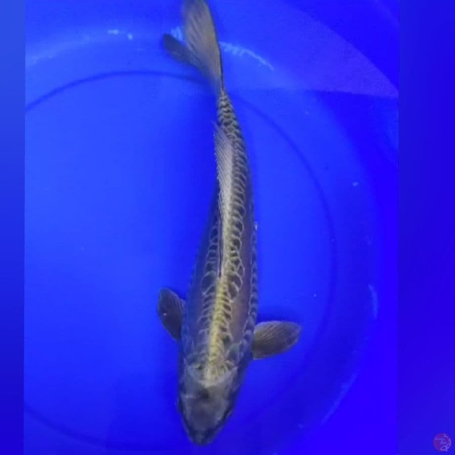ARAGOKE SUPER 35CM
